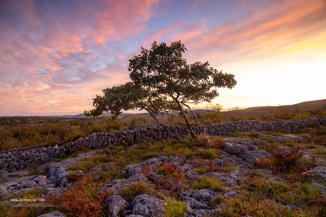 A Burren Lone Tree Clare Ireland - autumn,avalla,dusk,lone tree,park,pink,september,sunset,walls