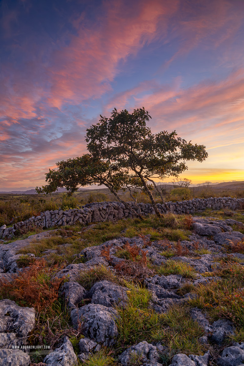 A Burren Lone Tree Clare Ireland - autumn,avalla,dusk,lone tree,park,pink,september,sunset,walls,portfolio,pick-park