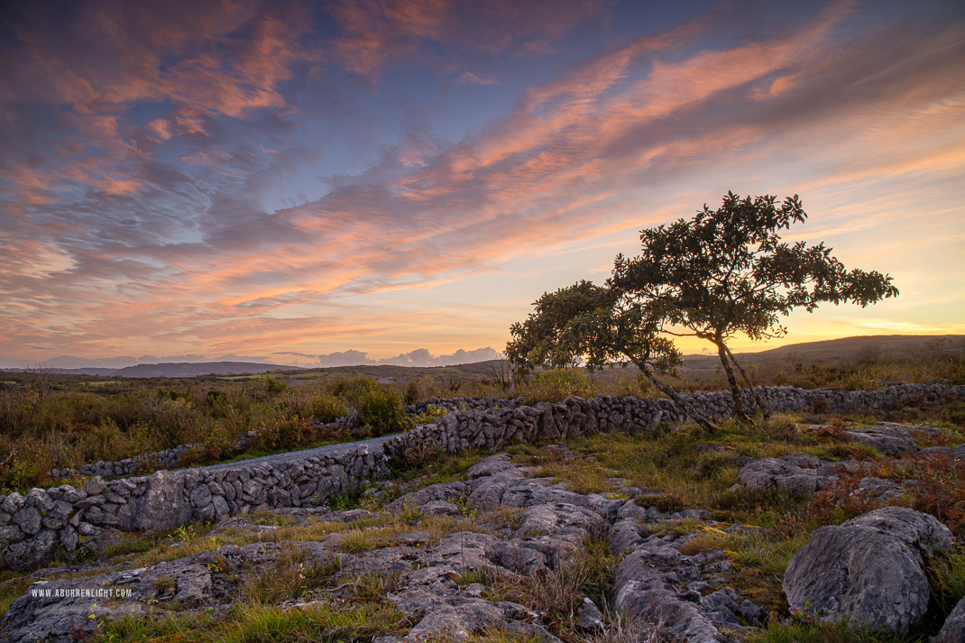 A Burren Lone Tree Clare Ireland - autumn,avalla,dusk,lone tree,park,pink,september,sunset,walls,pick-park,portfolio