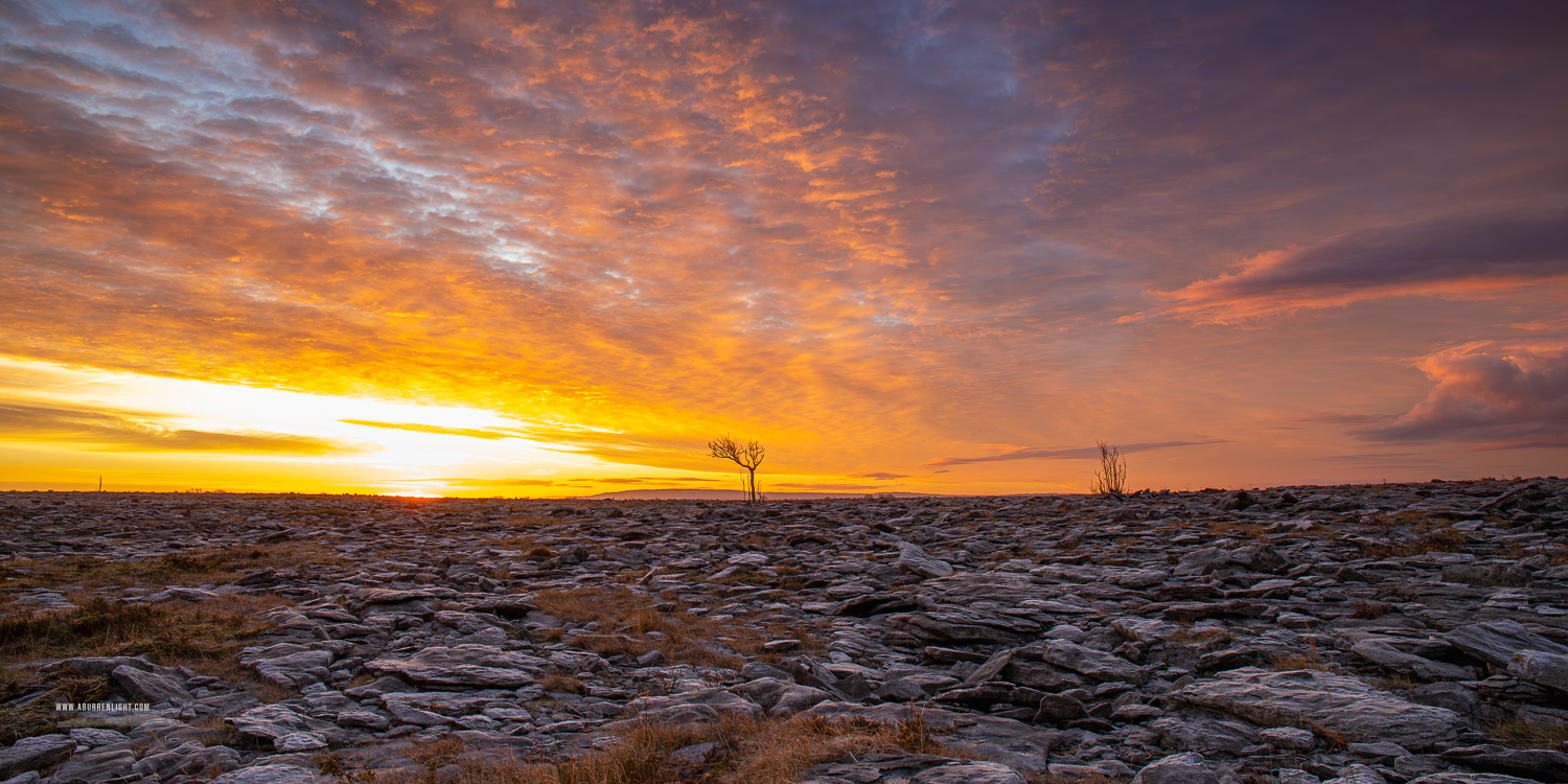 A Burren Lone Tree Clare Ireland - frost,january,lone tree,lowlands,panorama,sunrise,winter