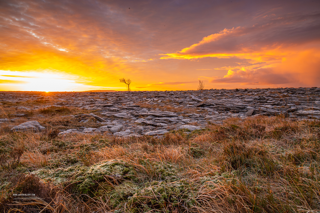 A Burren Lone Tree Clare Ireland - frost,january,lone tree,lowlands,sunrise,winter