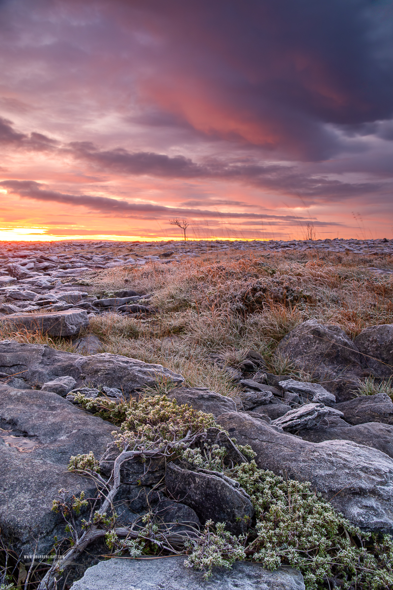 A Burren Lone Tree Clare Ireland - autumn,limited,lone tree,lowlands,november,pick-lowland,portfolio,sunrise,twilight