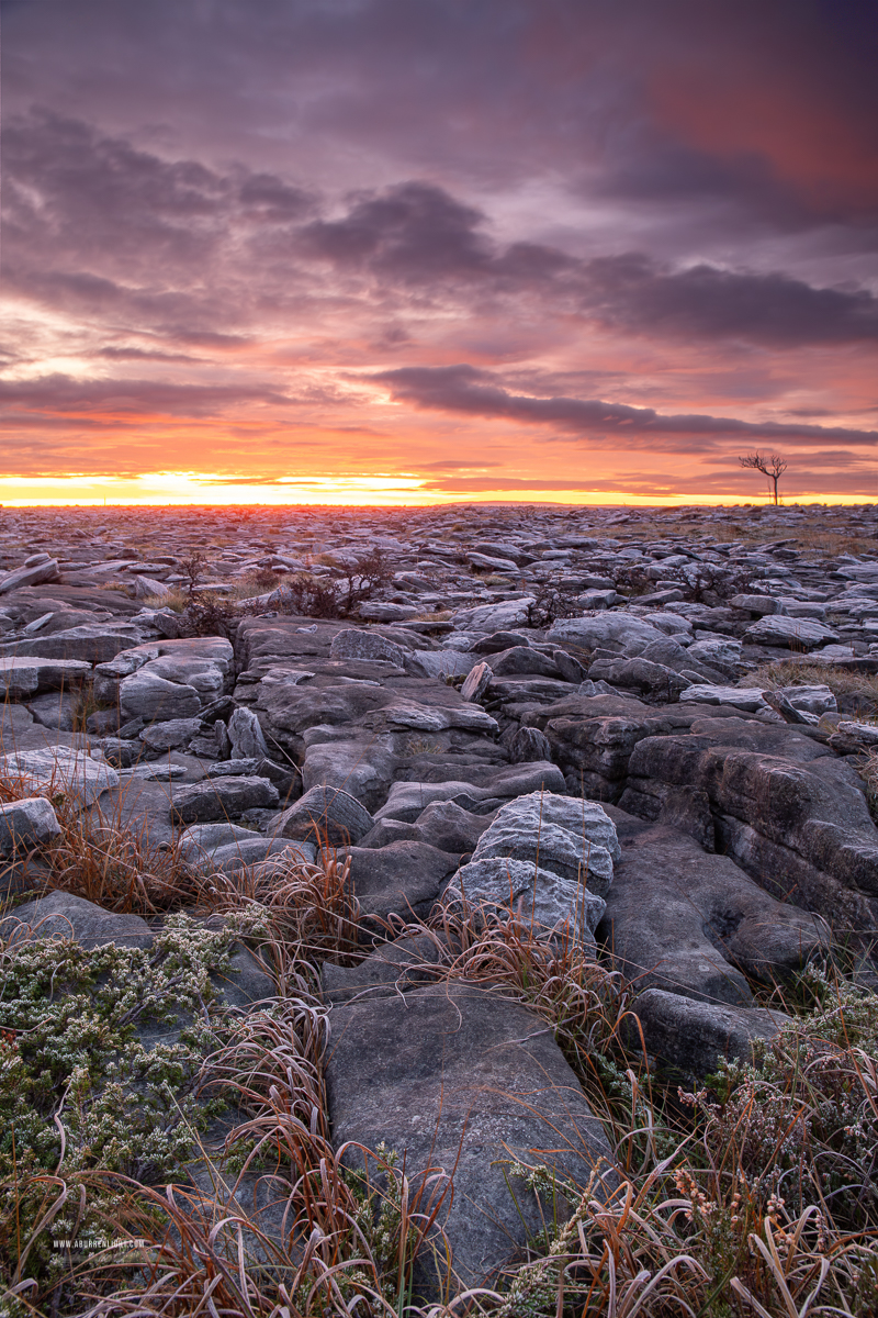 A Burren Lone Tree Clare Ireland - autumn,lone tree,lowlands,november,pick-lowland,twilight,monthly-pick