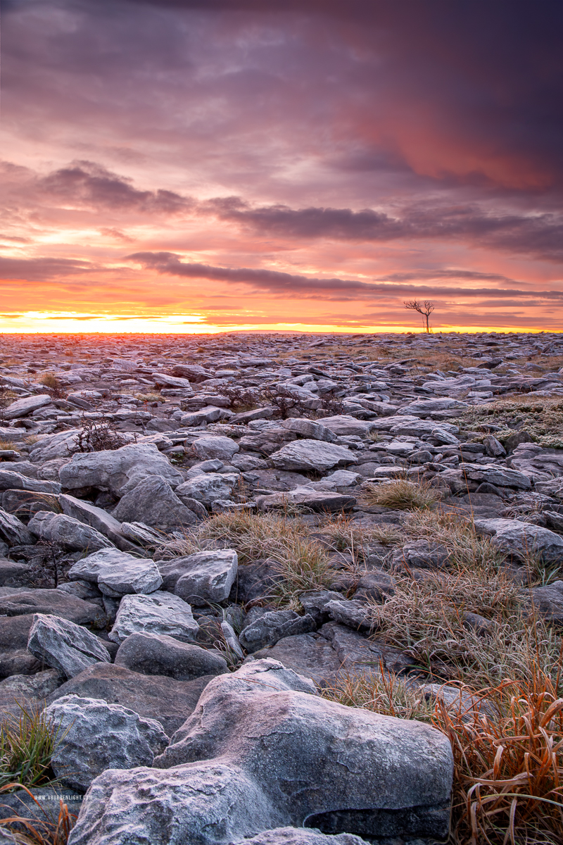 A Burren Lone Tree Clare Ireland - autumn,lone tree,lowlands,november,pick-lowland,twilight