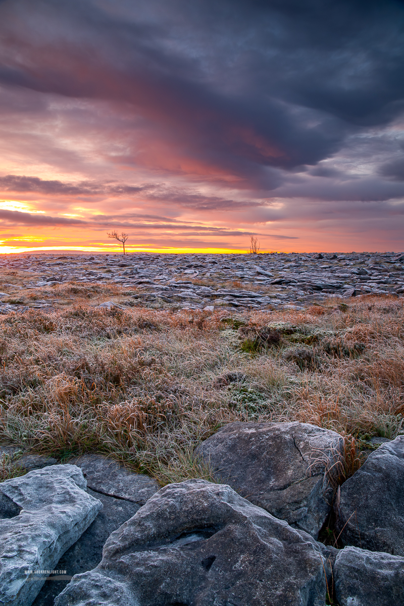 A Burren Lone Tree Clare Ireland - autumn,lone tree,lowlands,november,pick-lowland,twilight