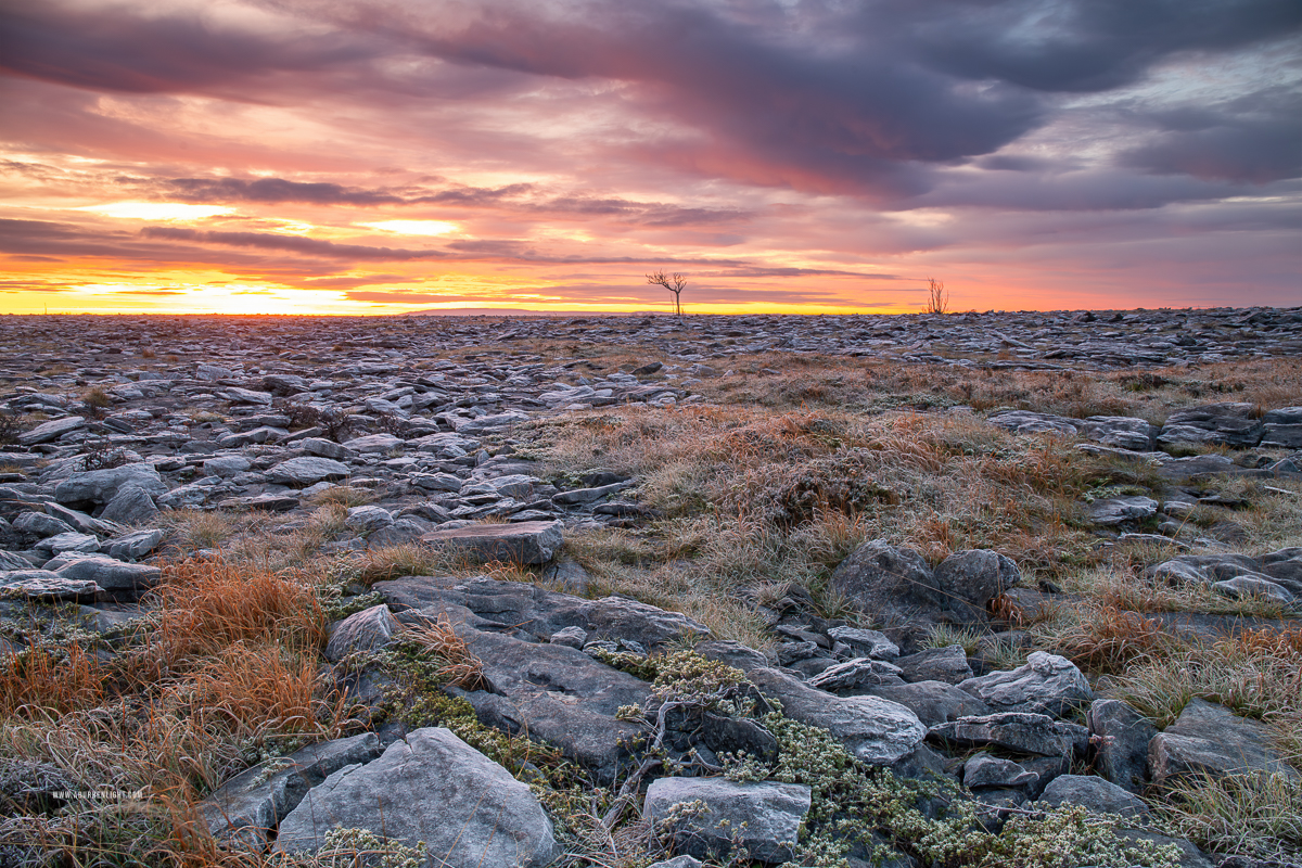A Burren Lone Tree Clare Ireland - autumn,lone tree,lowlands,november,pick-lowland,twilight