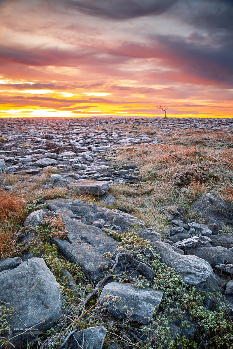 A Burren Lone Tree Clare Ireland - autumn,lone tree,lowlands,november,pick-lowland,sunrise