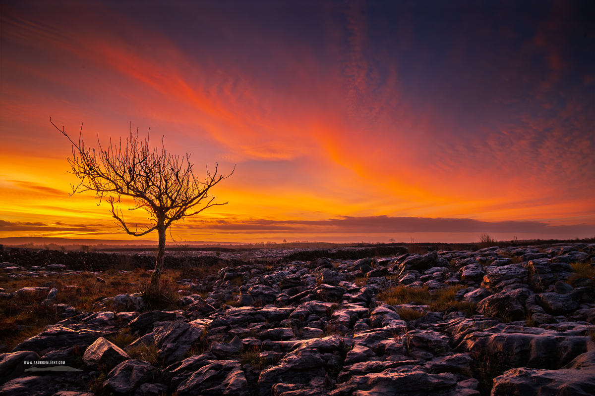 A Burren Lone Tree Clare Ireland - autumn,december,lone tree,lowlands,pink,twilight,walls