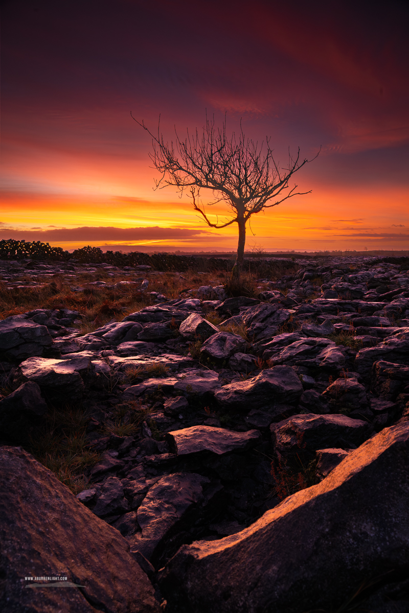A Burren Lone Tree Clare Ireland - autumn,december,lone tree,lowlands,pick-lowland,orange,portfolio,twilight,walls,monthly-pick