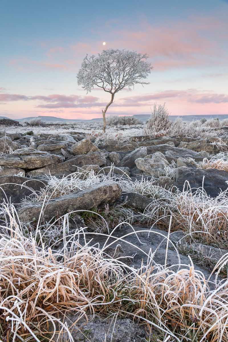 A Burren Lone Tree Clare Ireland - autumn,december,frost,limited,lone tree,moon,twilight,hoarfrost,lowland,dawn,portfolio,pick-lowland
