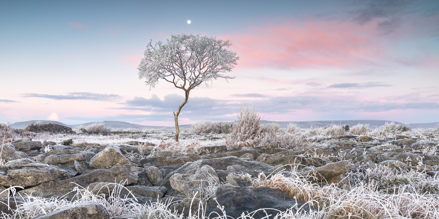 A Burren Lone Tree Clare Ireland - autumn,december,frost,lone tree,moon,twilight,lowlands