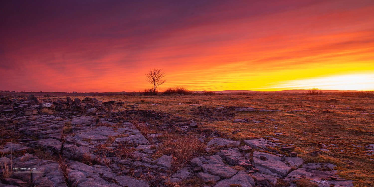 A Burren Lone Tree Clare Ireland - dawn,lone tree,lowlands,march,panorama,red,twilight,winter