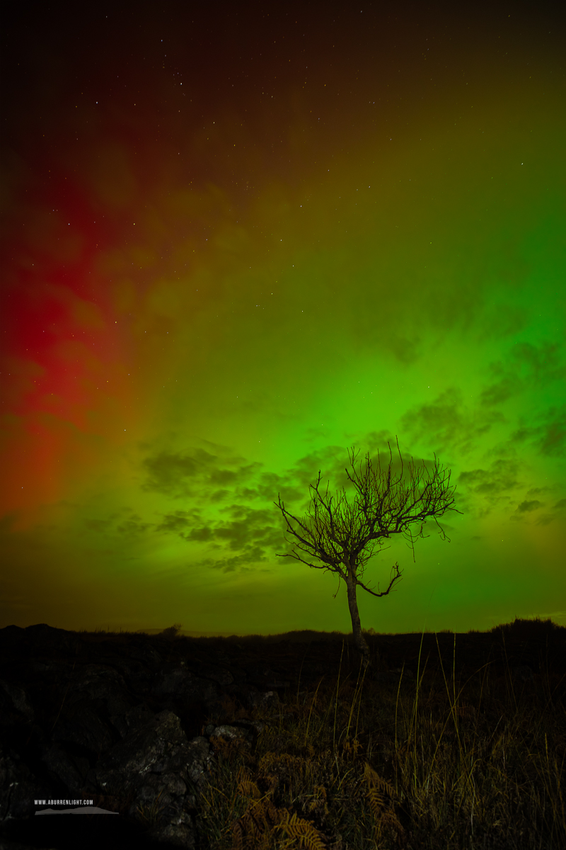 A Burren Lone Tree Clare Ireland - astro,aurora,january,lone tree,lowland,night,winter,portfolio