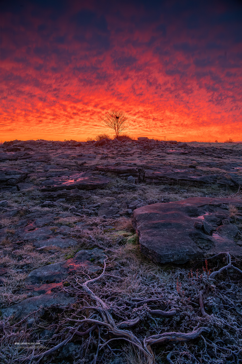 A Burren Lone Tree Clare Ireland - february,lone tree,lowland,pick-lowland,red,roots,twilight,winter,portfolio