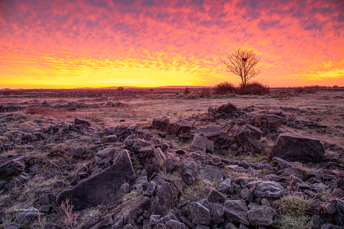 A Burren Lone Tree Clare Ireland - february,lone tree,lowland,pick-lowland,red,roots,twilight,winter