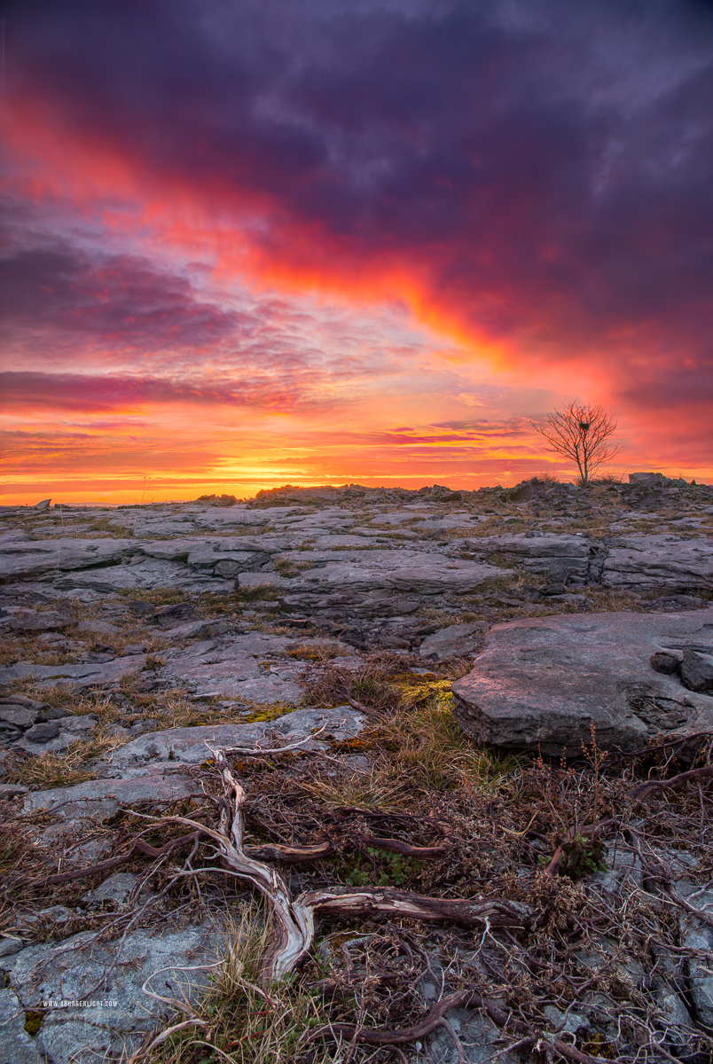 A Burren Lone Tree Clare Ireland - april,lone tree,lowlands,pick-lowland