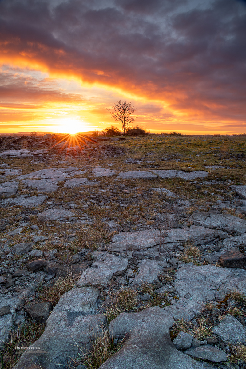 A Burren Lone Tree Clare Ireland - april,golden,lone tree,lowlands,pick-lowland,portfolio,spring,sunrise,sunstar
