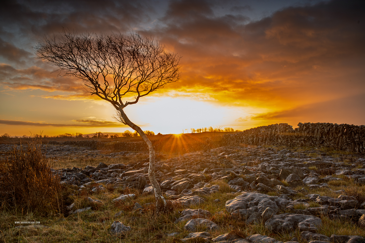 A Burren Lone Tree Clare Ireland - january,lone tree,pick-lowland,portfolio,sunrise,sunstar,winter