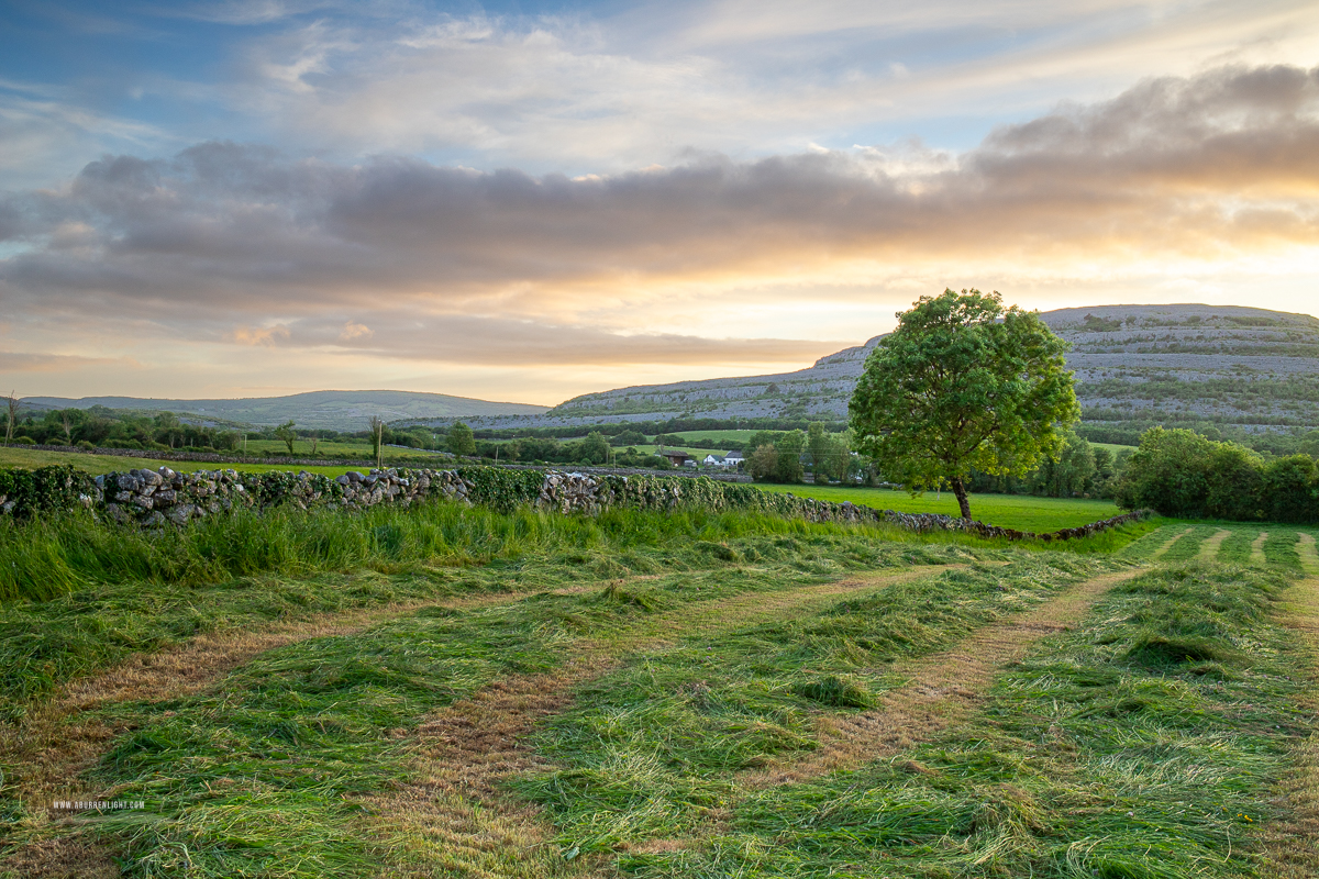 A Burren Lone Tree Clare Ireland - golden,hay,lone tree,lowlands,may,spring,sunset,monthly-pick