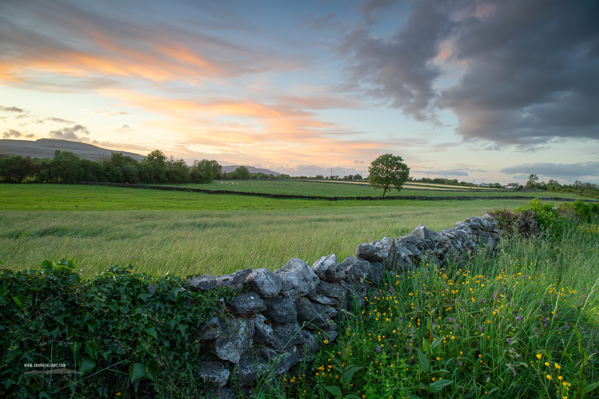 A Burren Lone Tree Clare Ireland - golden,lone tree,lowlands,may,spring,sunset