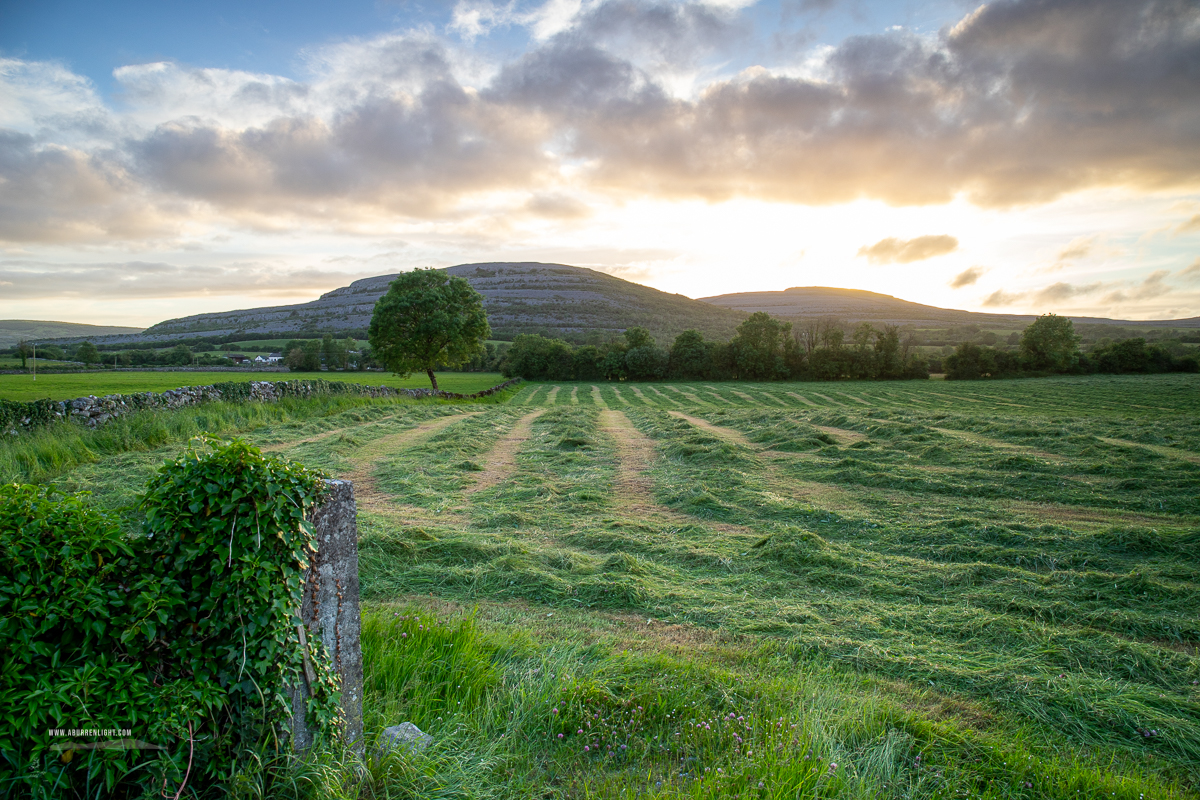 A Burren Lone Tree Clare Ireland - golden,hay,lone tree,lowlands,may,spring,sunset