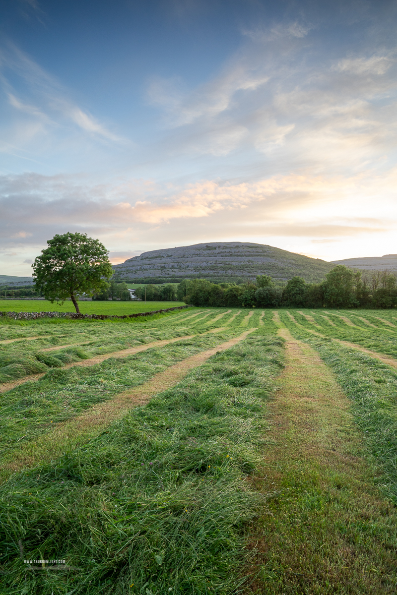 A Burren Lone Tree Clare Ireland - golden,hay,lone tree,lowlands,may,spring,sunset