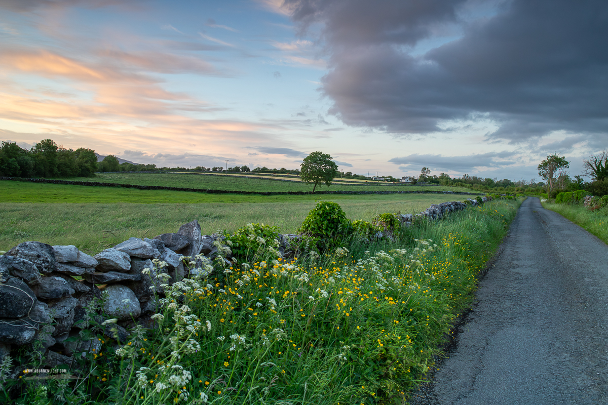 A Burren Lone Tree Clare Ireland - boreen,golden,lone tree,lowlands,may,pick-lowland,spring,sunset