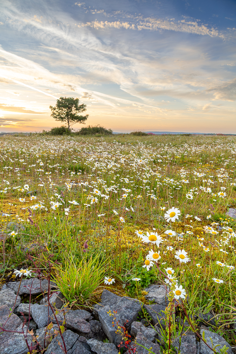 Daisy-filled limestone grassland with a lone tree at sunrise in the Burren