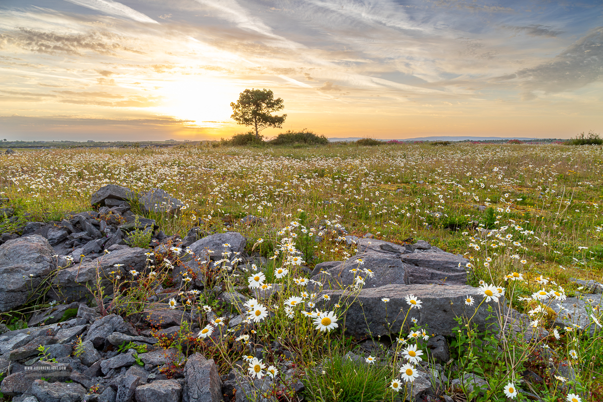Wild daisies and limestone pavement beneath sunrise skies in County Clare
