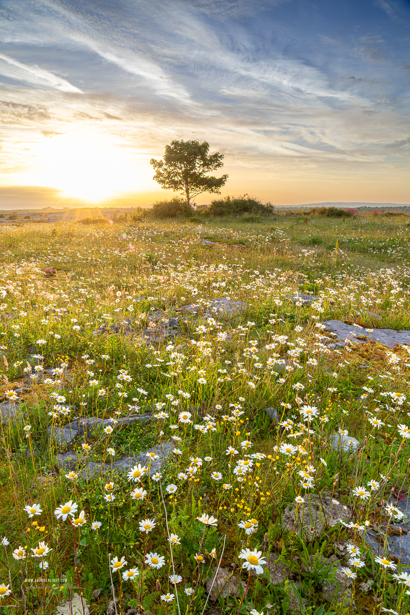 Golden sunrise over wildflowers and a lone tree in the Burren landscape