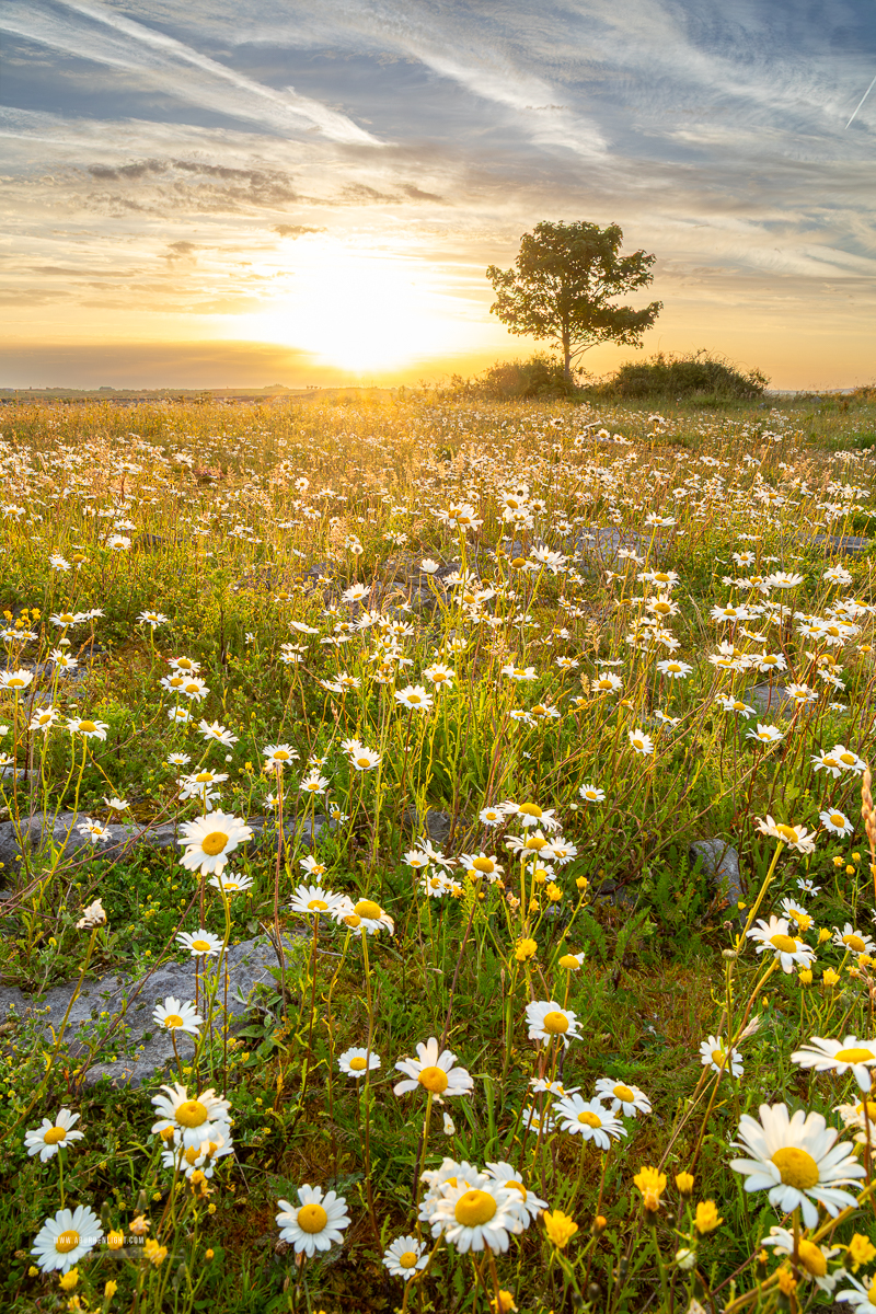 Lone tree surrounded by thousands of daisies beneath a glowing sunrise