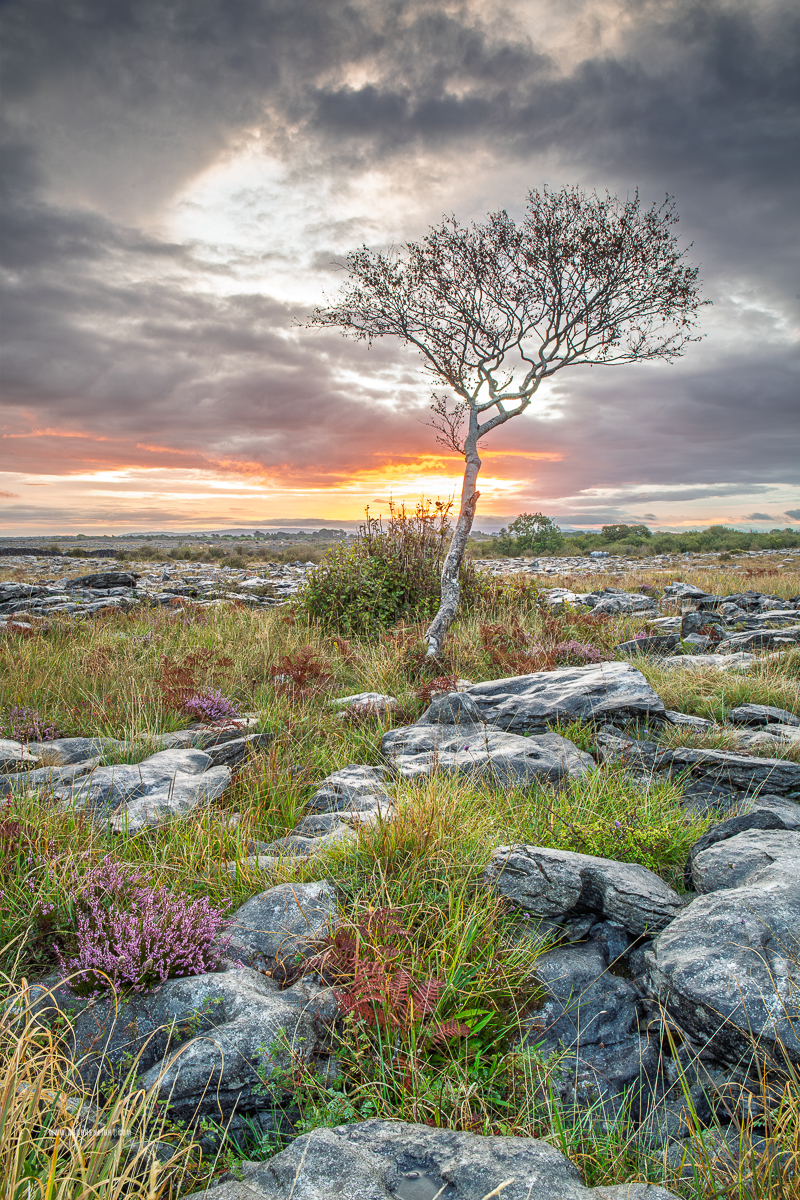 Warm sunrise light breaks behind a lone tree among fractured limestone, grasses and heather under dramatic clouds.