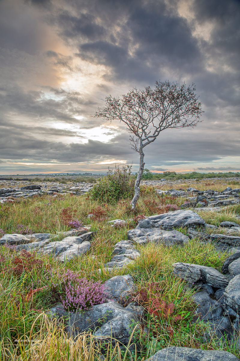 A lone tree stands amid summer heather, grasses and weathered limestone beneath a brooding cloud-filled sky in the Burren.