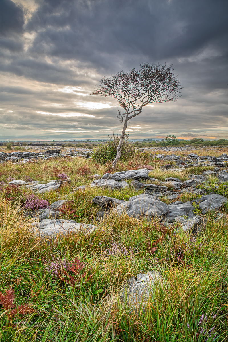 Solitary tree among summer grass and limestone beneath brooding storm clouds in the Burren