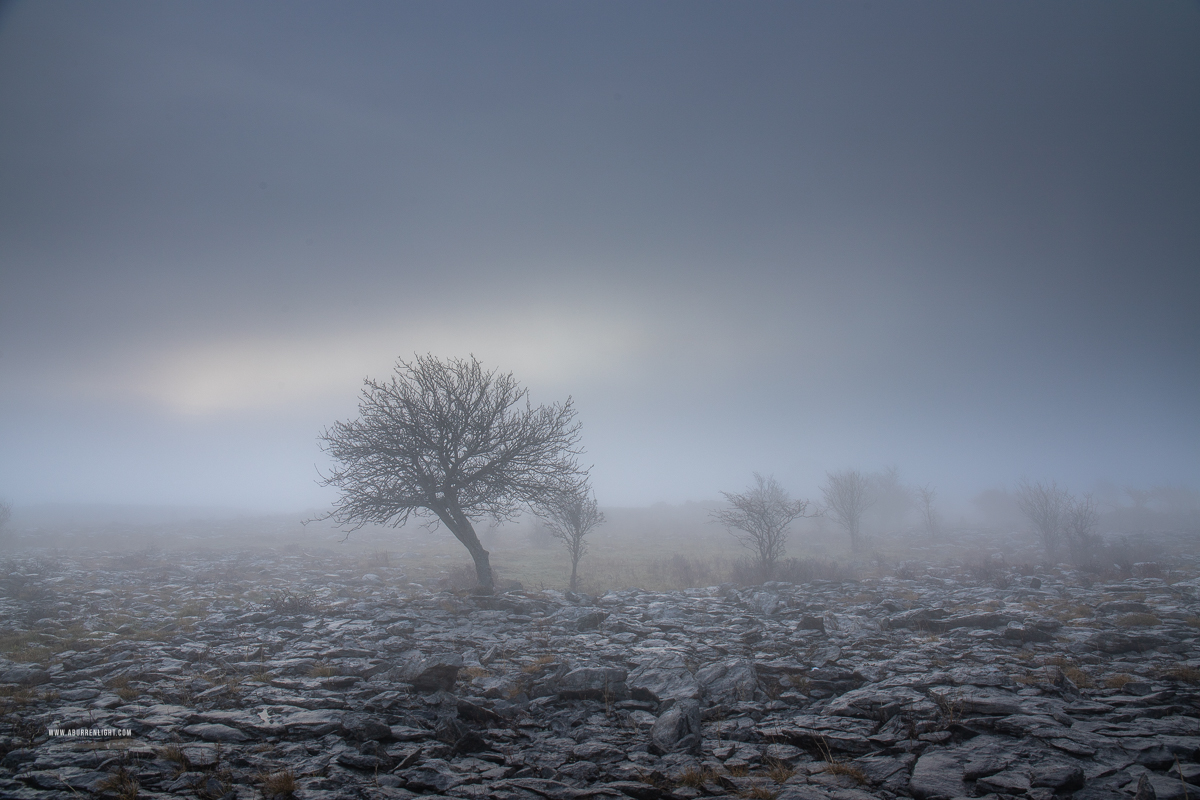 Bare lone tree amid mist and frost-covered limestone pavement in the Burren, County Clare