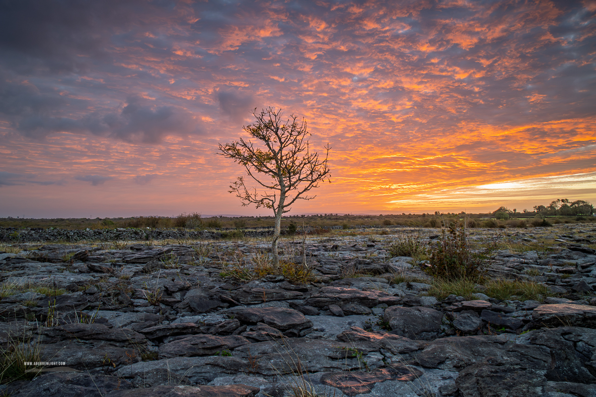 Solitary tree on Burren limestone beneath sweeping orange dawn clouds in County Clare