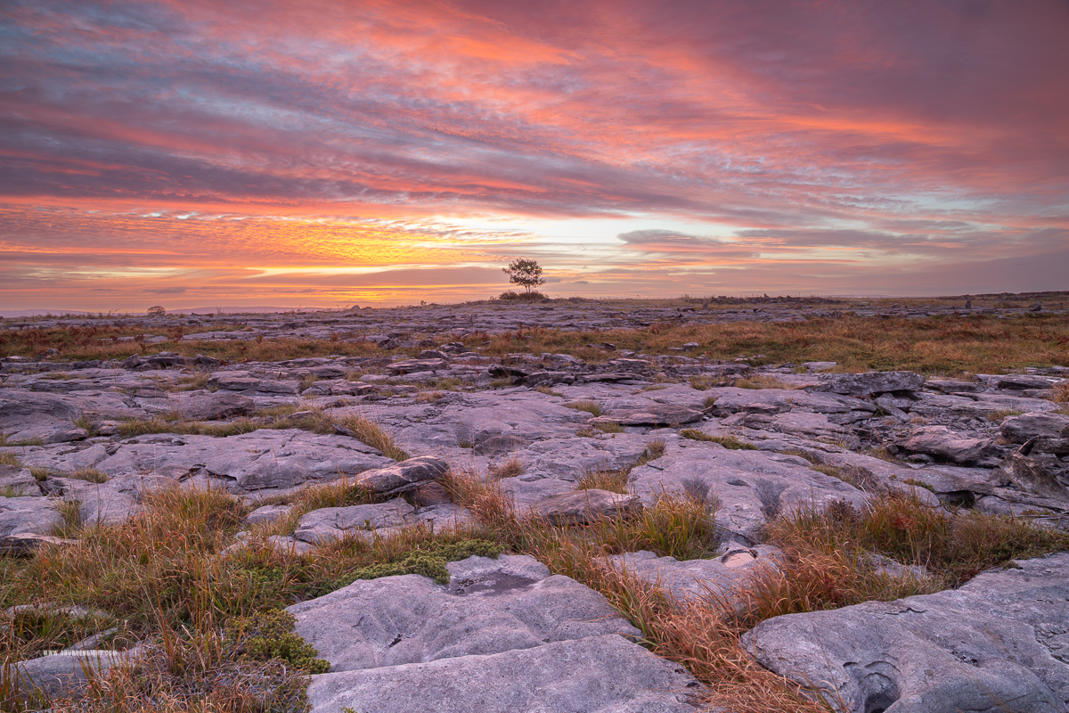 Lone tree beneath a fiery dawn sky across fractured Burren limestone pavement