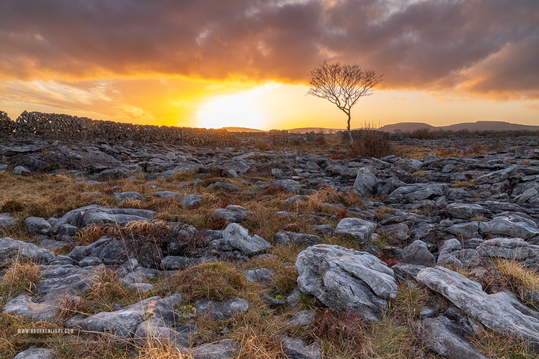 A Burren Lone Tree Clare Ireland - february,golden hour,lone tree,sunset,winter,wall,lowland