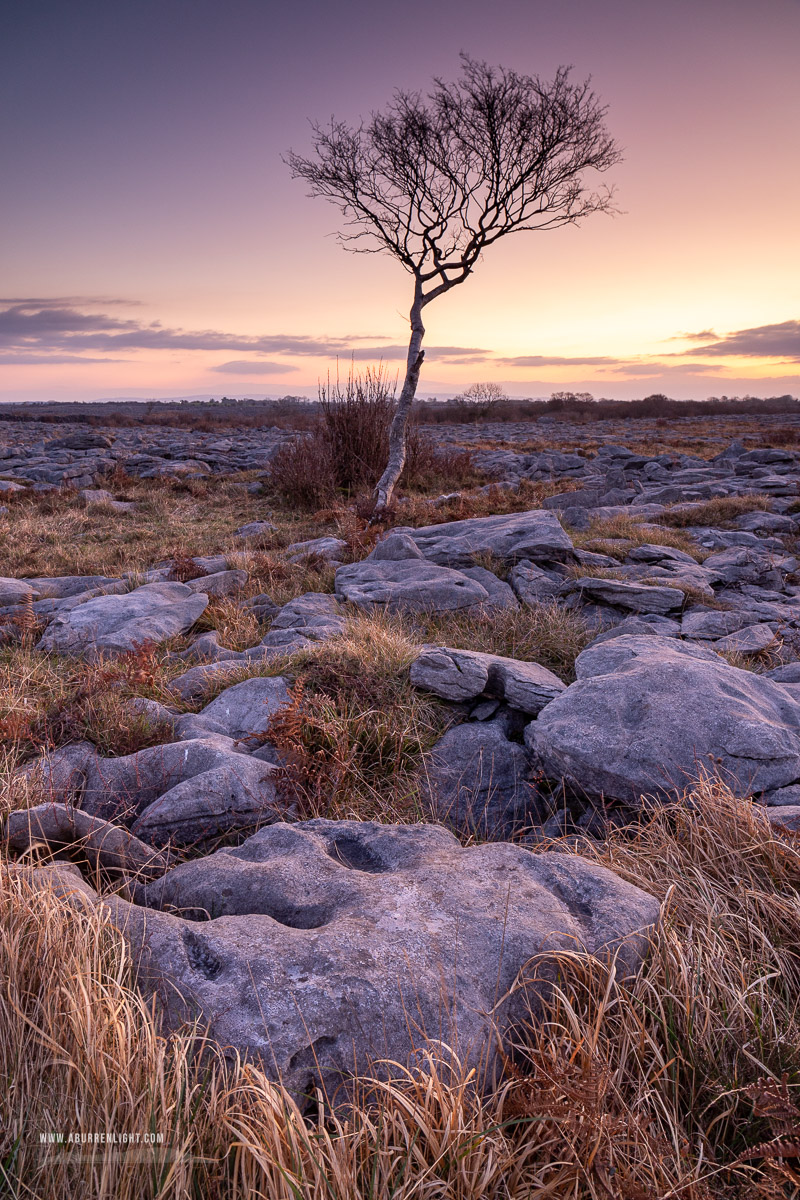 A Burren Lone Tree Clare Ireland - february,lone tree,long exposure,twilight,winter,lowland