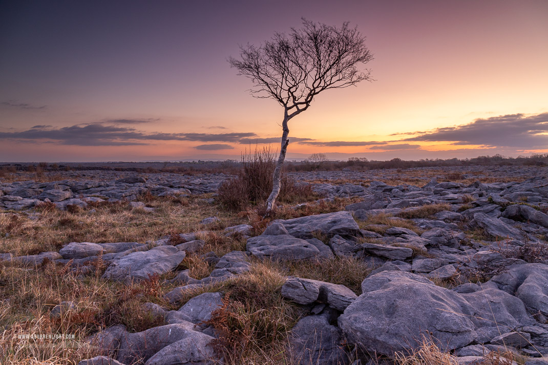 A Burren Lone Tree Clare Ireland - february,lone tree,long exposure,twilight,winter,lowland