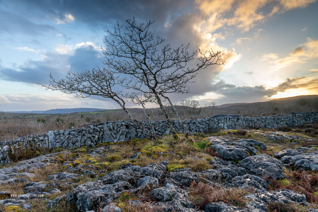 A Burren Lone Tree Clare Ireland - lone tree,march,sunset,wall,winter,lowland