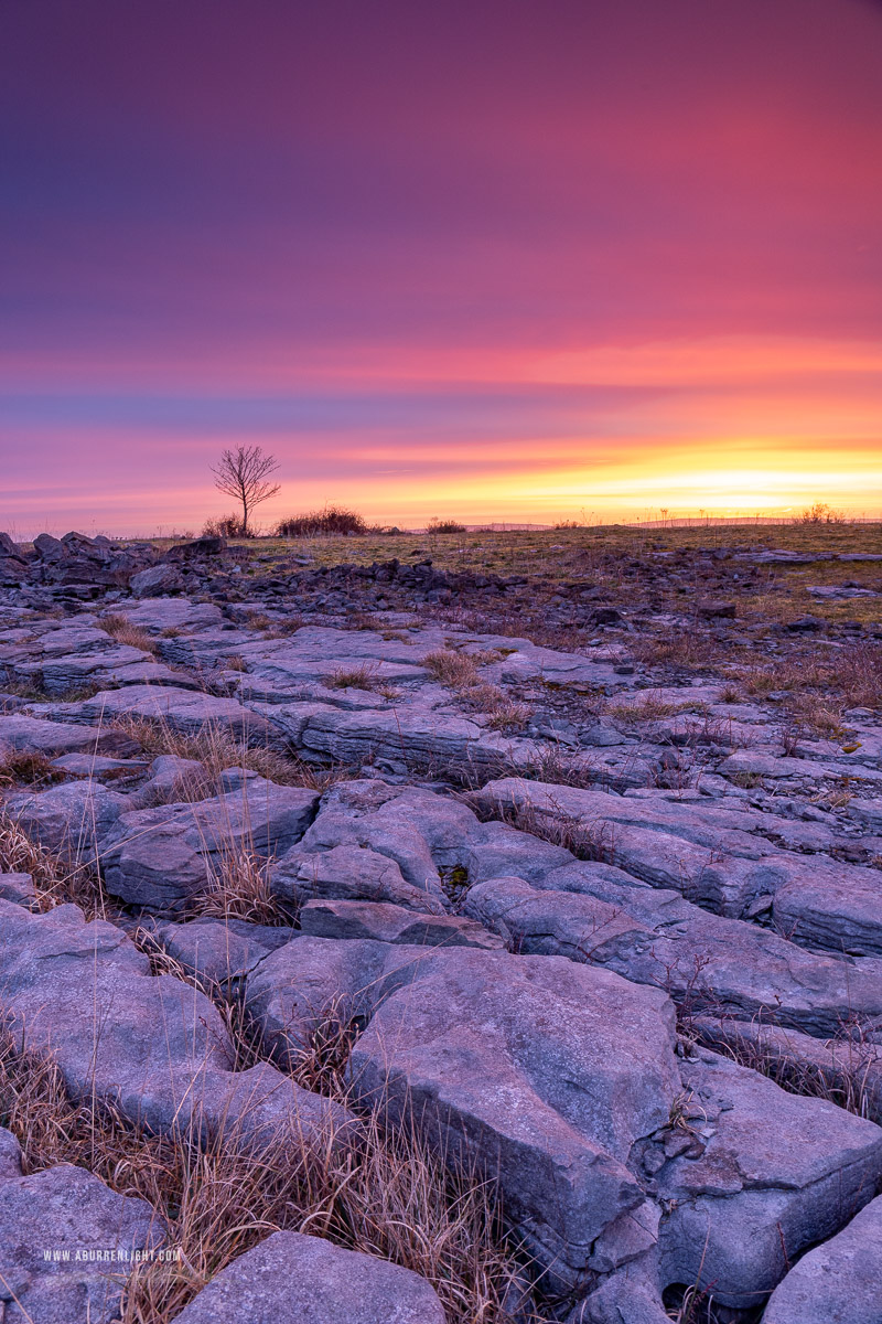 A Burren Lone Tree Clare Ireland - lone tree,march,orange,pink,twilight,winter,portfolio,purple,lowland