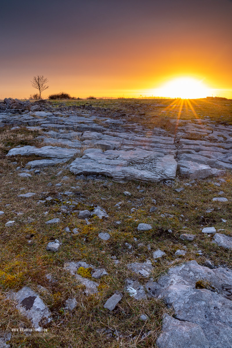 A Burren Lone Tree Clare Ireland - lone tree,march,orange,pink,sunrise,sunstar,winter,lowland,golden