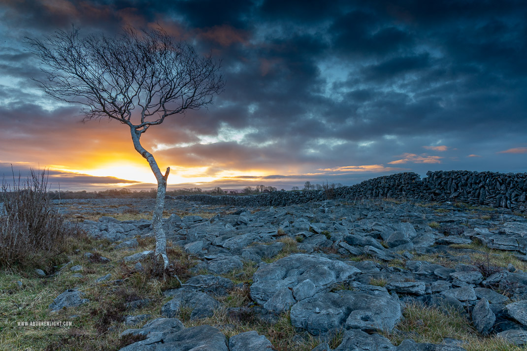 A Burren Lone Tree Clare Ireland - blue,february,lone tree,sunrise,winter,lowland