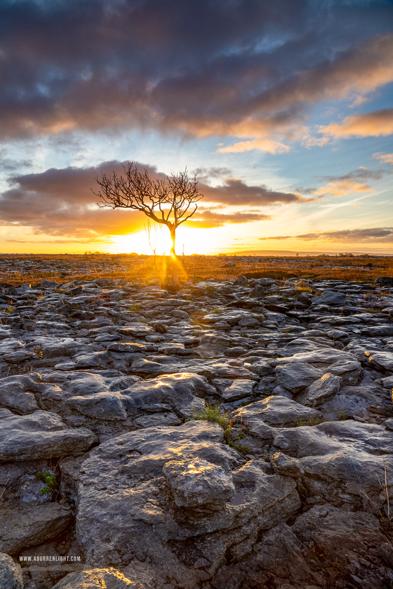 A Burren Lone Tree Clare Ireland - autumn,golden hour,lone tree,november,sunrise,lowland