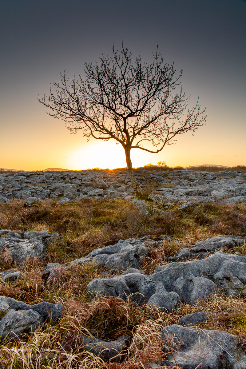 A Burren Lone Tree Clare Ireland - february,golden,lone tree,sunset,sunstar,winter,golden,lowland