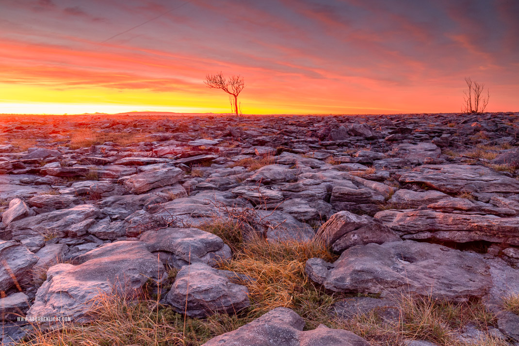 A Burren Lone Tree Clare Ireland - february,lone tree,long exposure,orange,twilight,winter,lowland