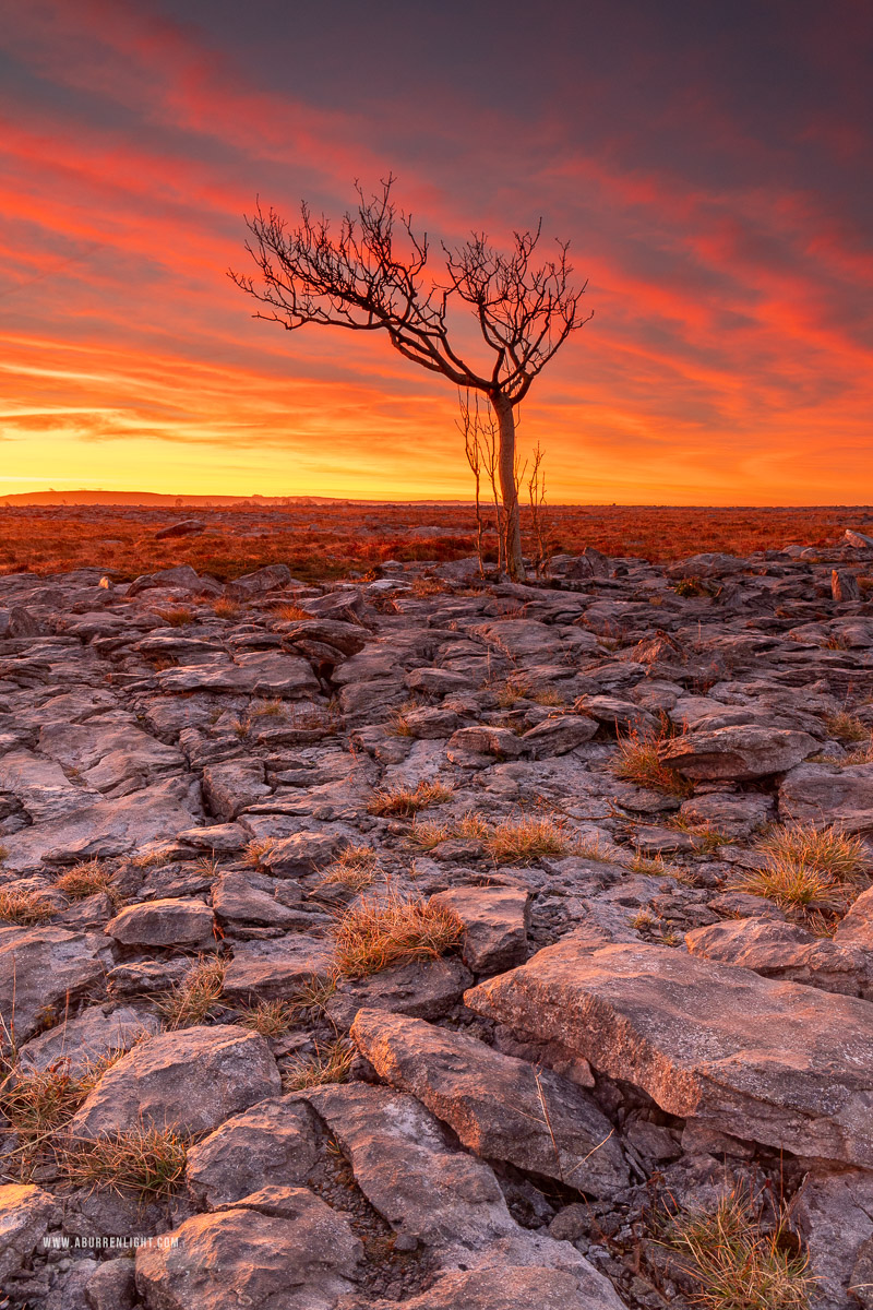 A Burren Lone Tree Clare Ireland - february,lone tree,long exposure,orange,twilight,winter,lowland