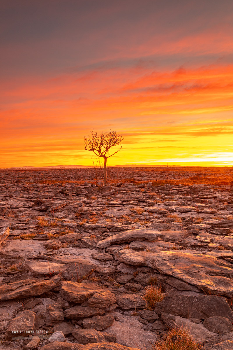 A Burren Lone Tree Clare Ireland - february,lone tree,long exposure,orange,twilight,winter,lowland