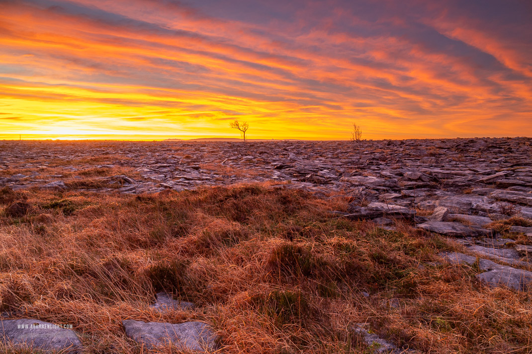 A Burren Lone Tree Clare Ireland - february,lone tree,long exposure,orange,twilight,winter,lowland